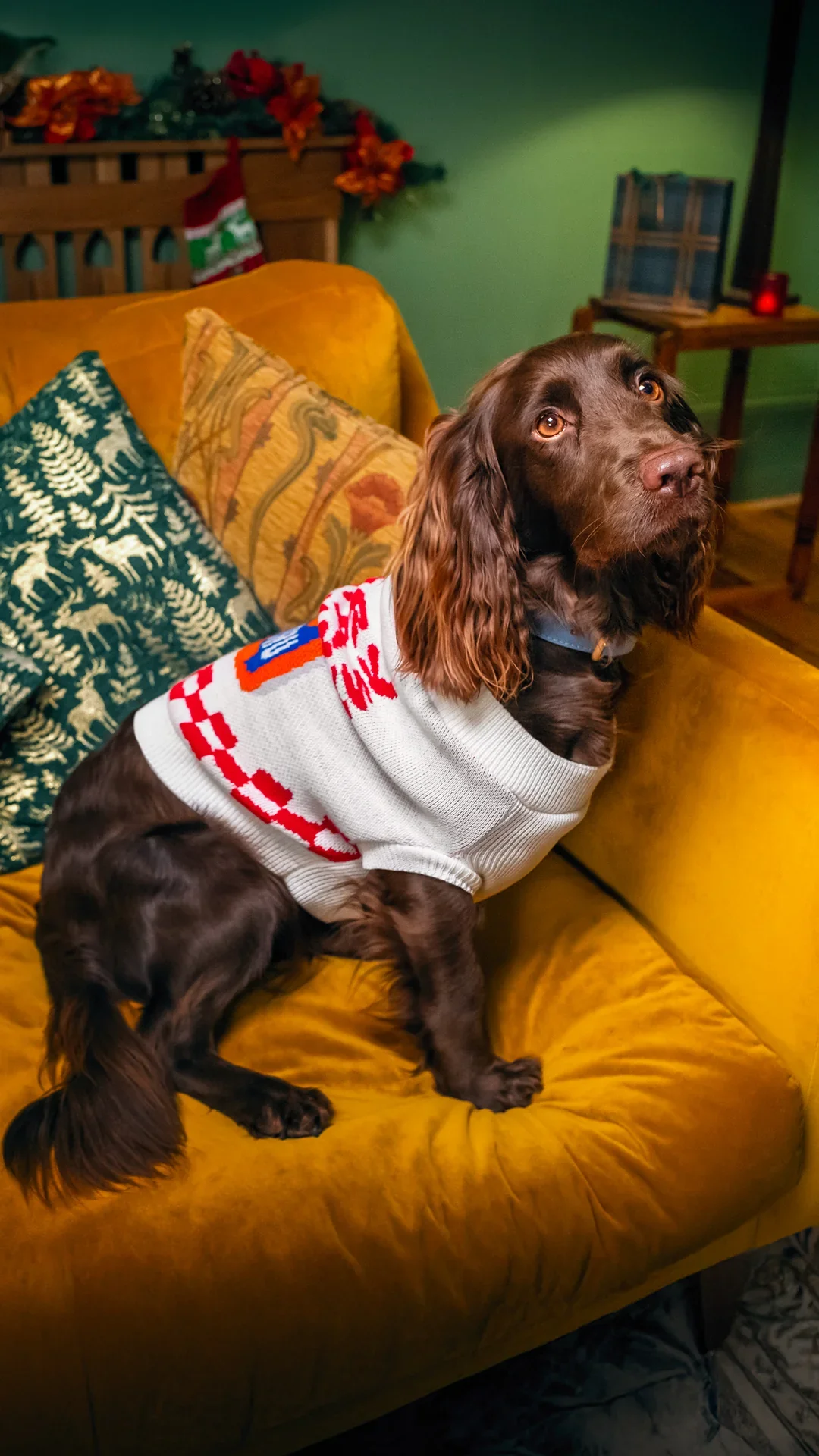 Merry Xmas Ya Fanny - Pet Jumper