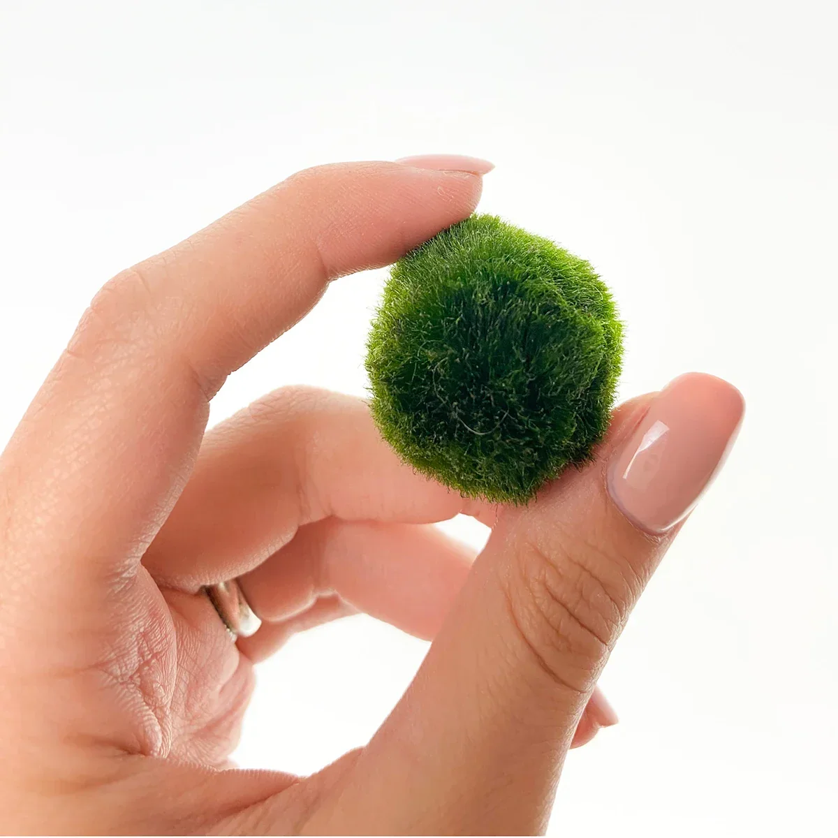 Marimo sfuso - Solo Marimo