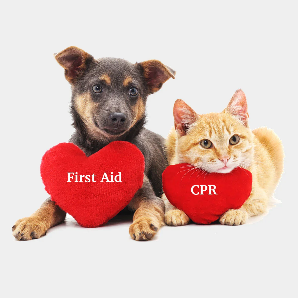 Pet CPR + First Aid Certification