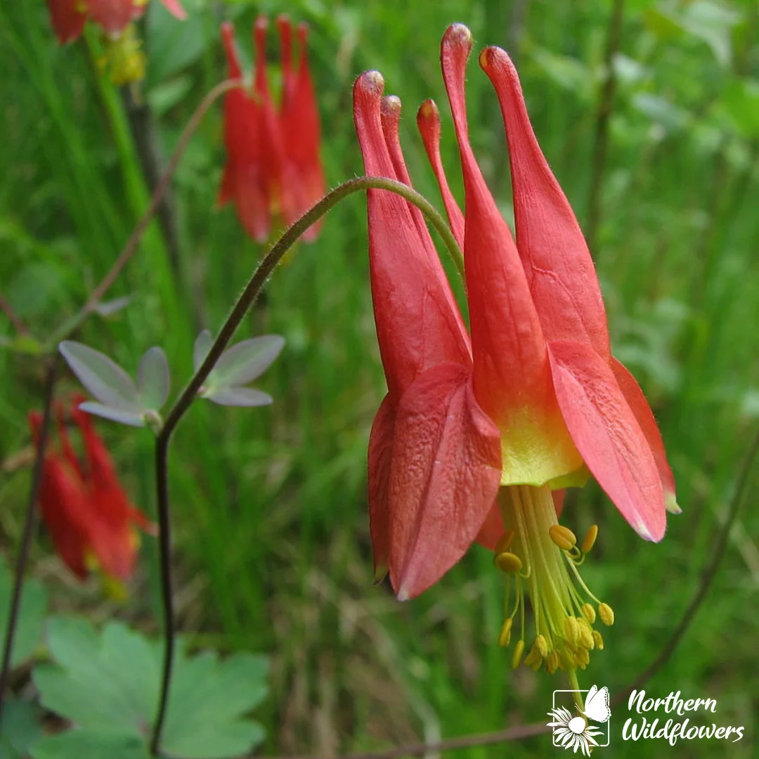 Wild Columbine