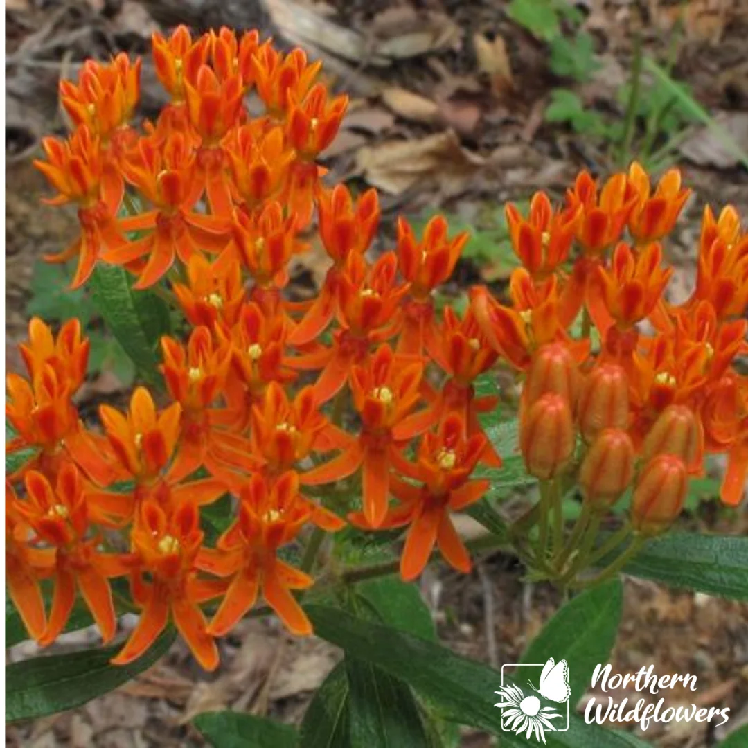 Butterfly Milkweed