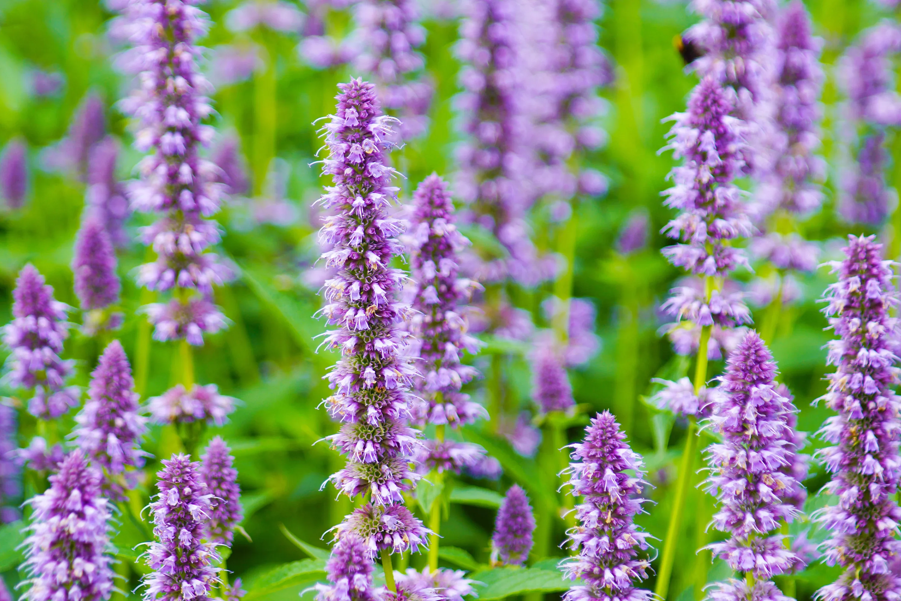 Anise Hyssop