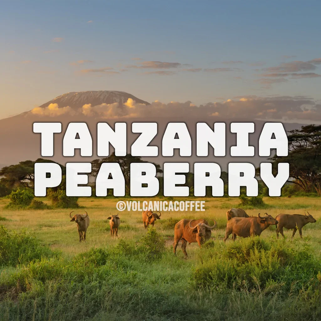 Tanzania Peaberry Coffee