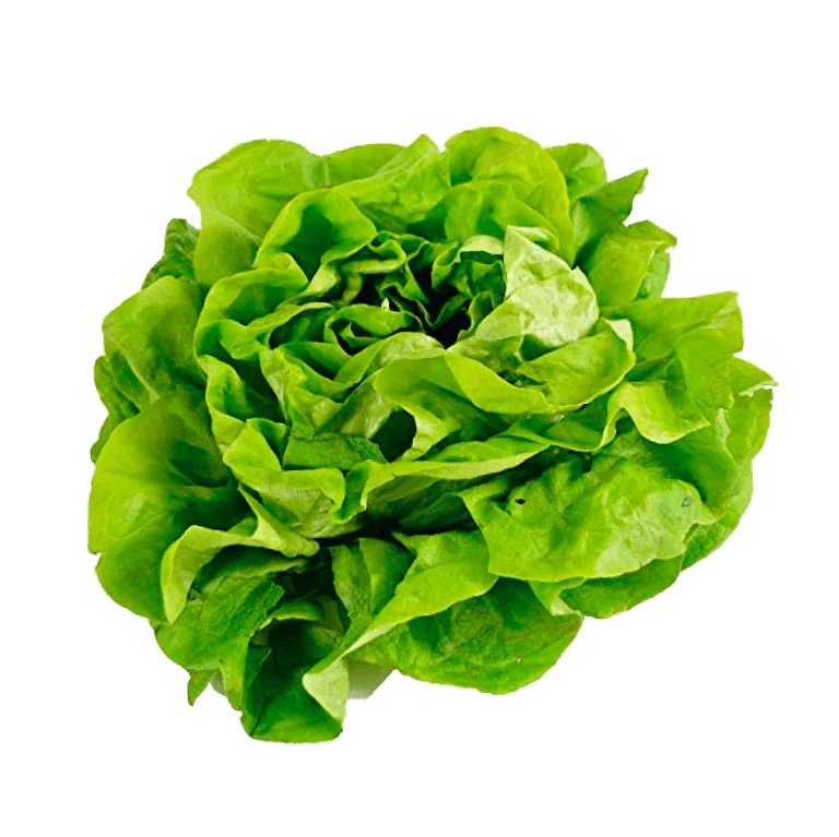 Butter Crunch Lettuce