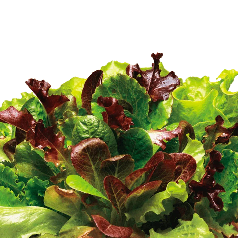 Alfresco Mix Lettuce