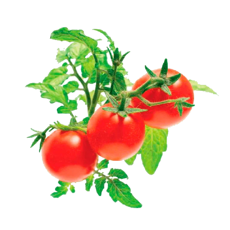 Kitchen Mini Siam Tomato