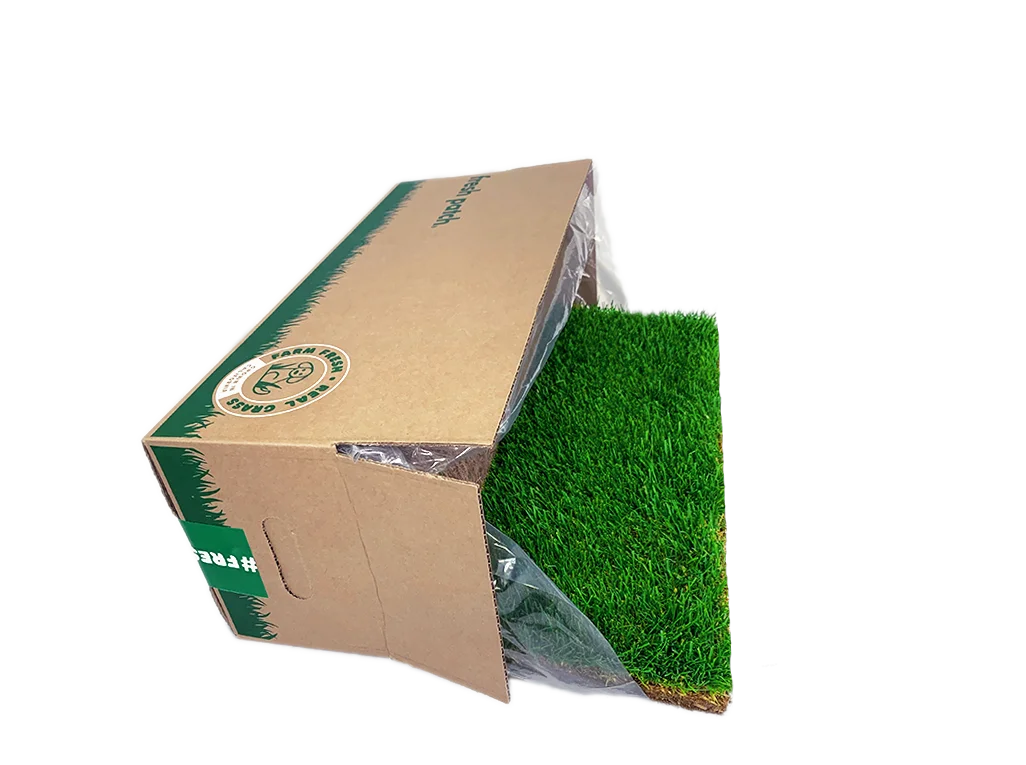 Fresh Patch Large (Rolled)