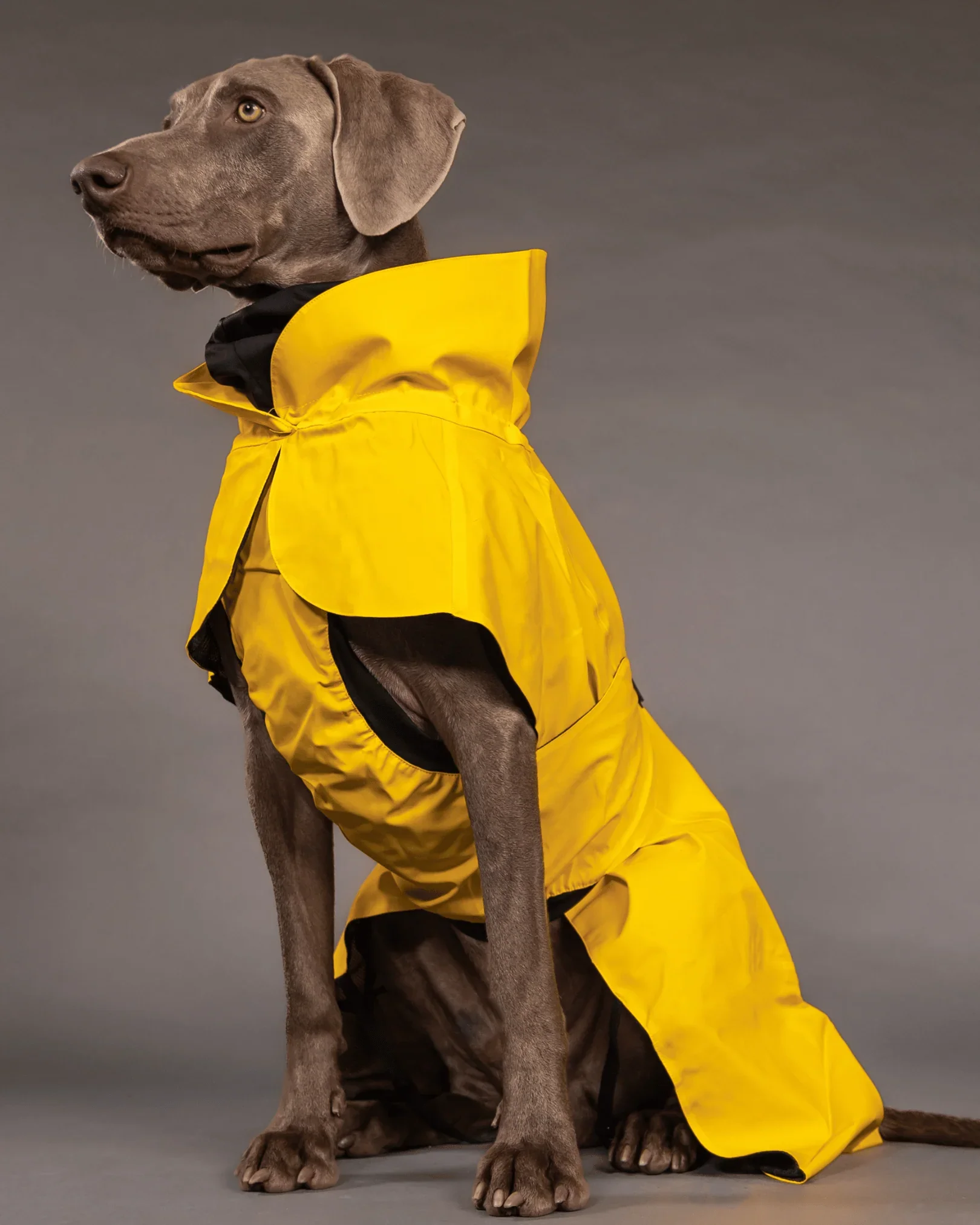 PAIKKA Visibility Raincoat Lite for Dogs Yellow