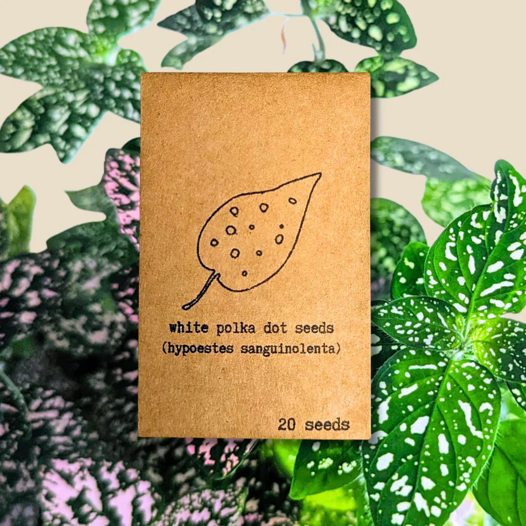 Hypoestes 'Polka Dot Plant' Seeds