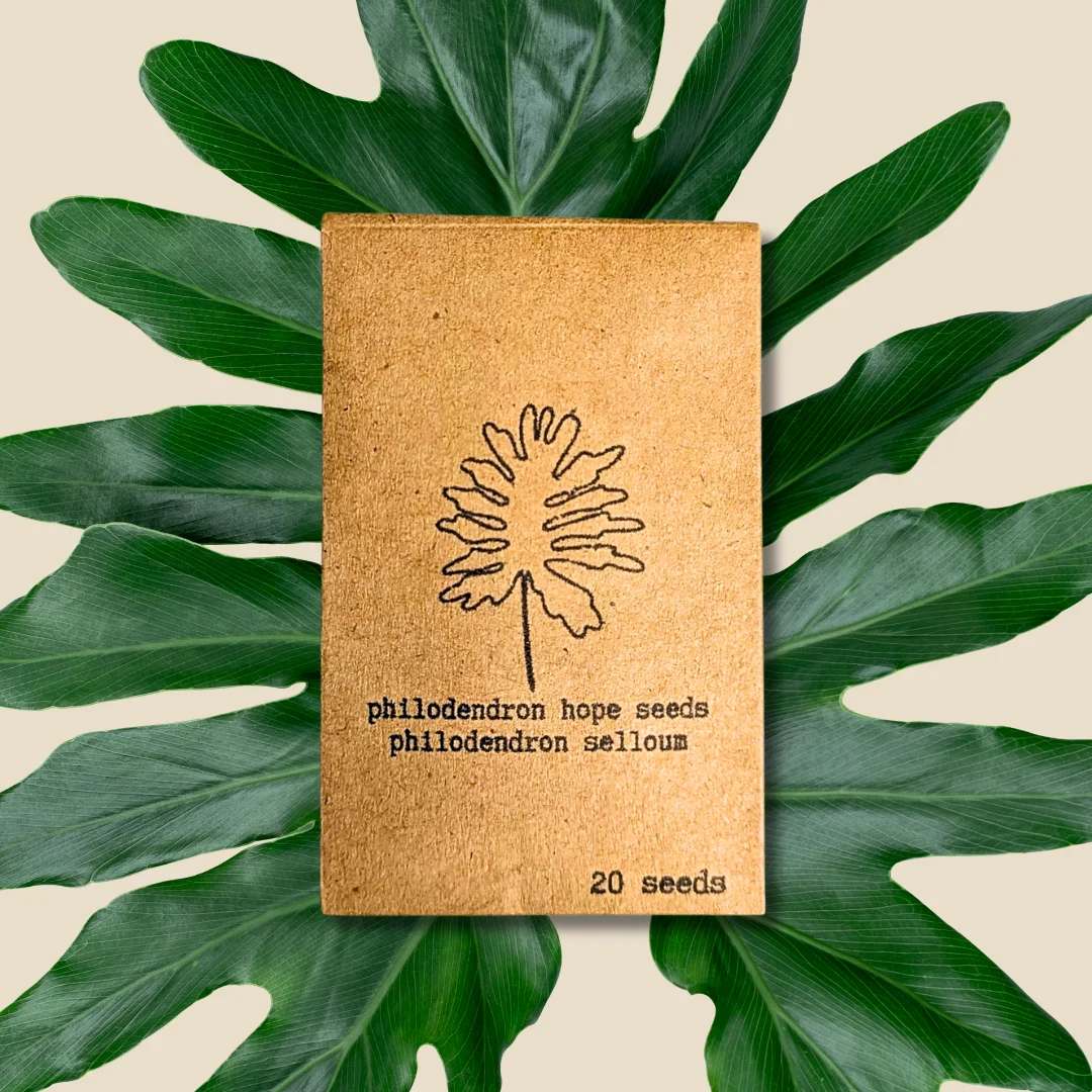 Philodendron Selloum 'Split Leaf Philodendron' Seeds
