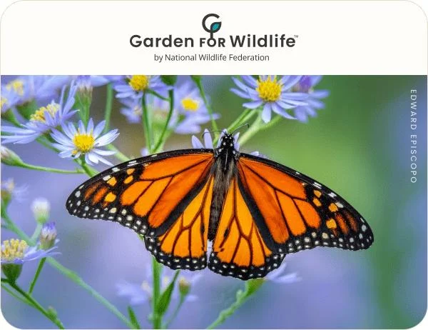 Garden For Wildlife E-Gift Card