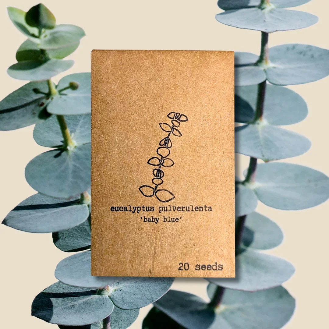Eucalyptus Pulverulenta 'Baby Blue' Seeds