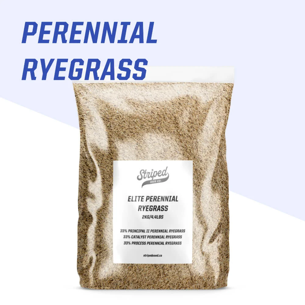 Elite Perennial Ryegrass Blend 2kg
