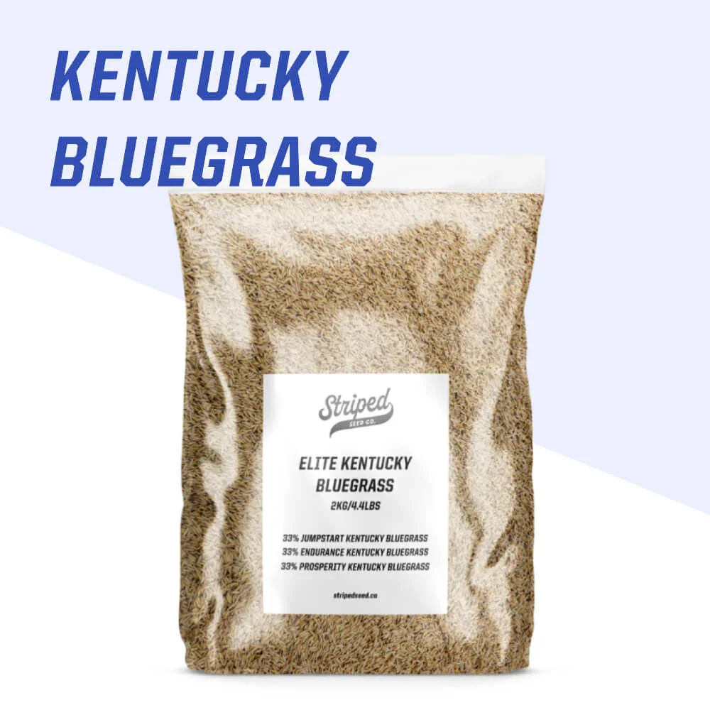 Elite Kentucky Bluegrass Blend 2kg