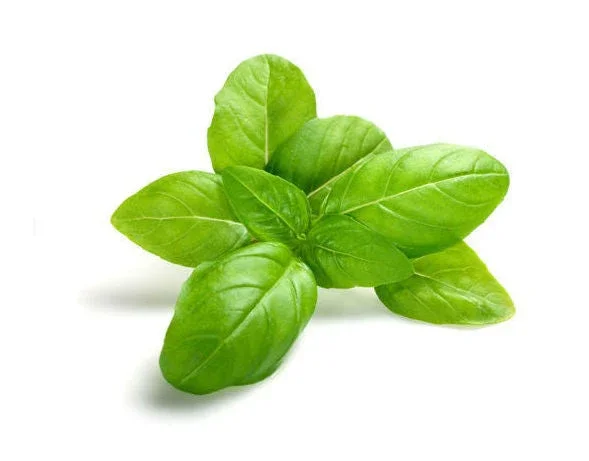 Basil