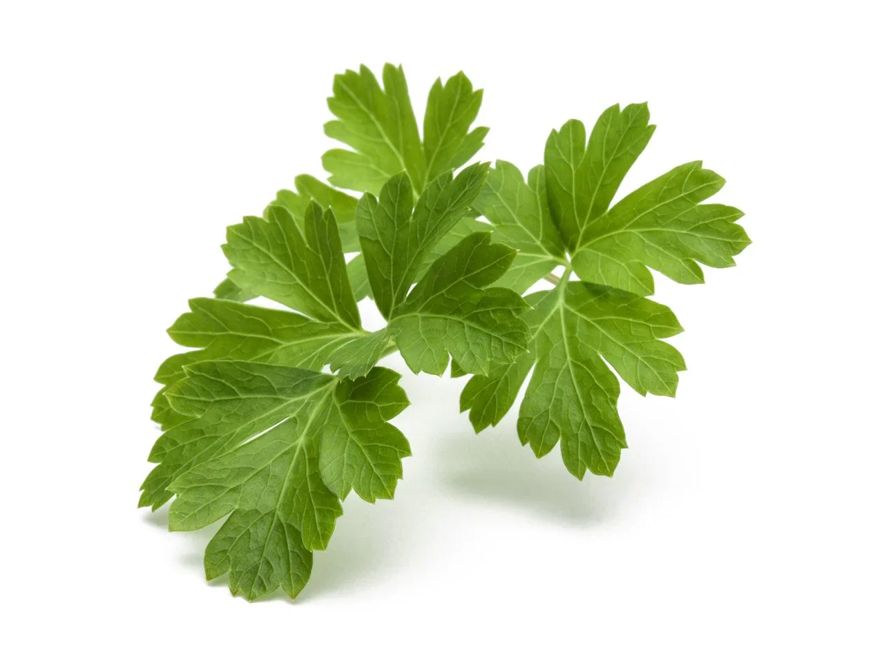 Coriander