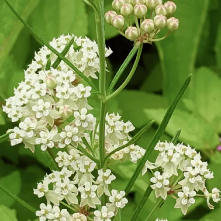 Whorled Milkweed Plant Sets