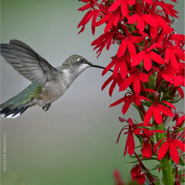 Cardinal Flower Plant Sets