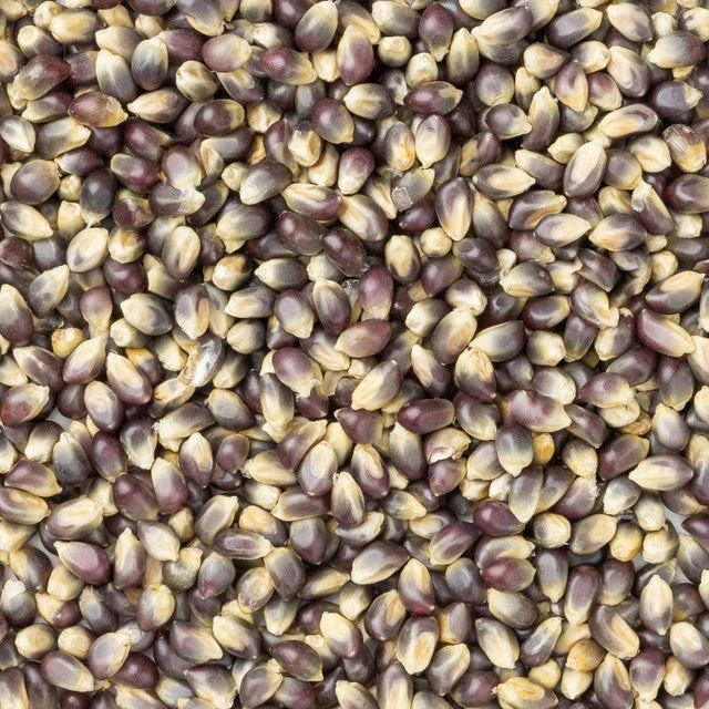 Midnight Blue Hulless Popcorn