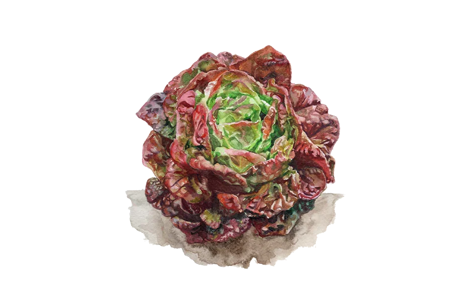 Kopfsalat ‘Baquieu’