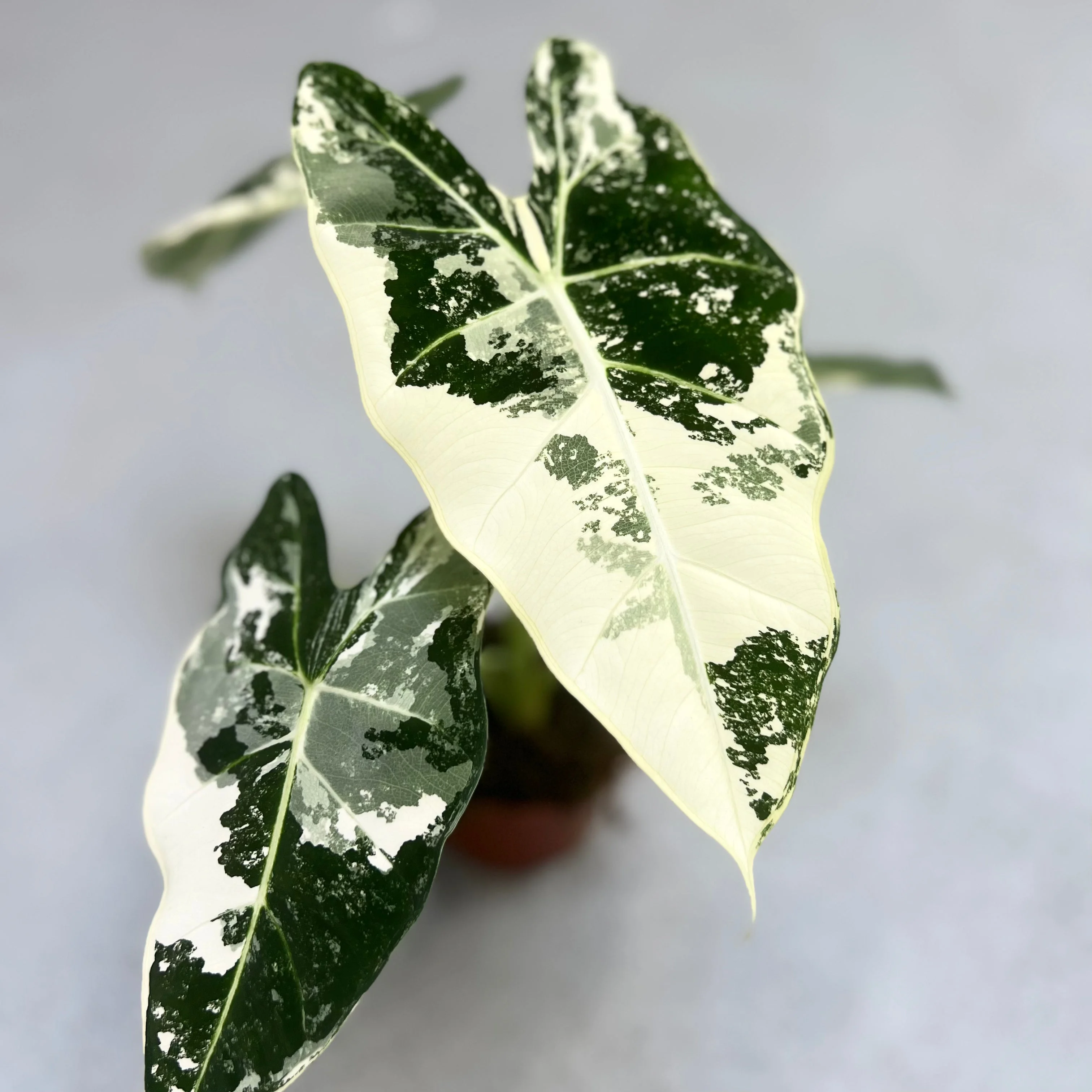 Alocasia Frydek Variegata