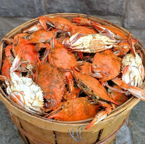 Premium Large Female Maryland Crabs
