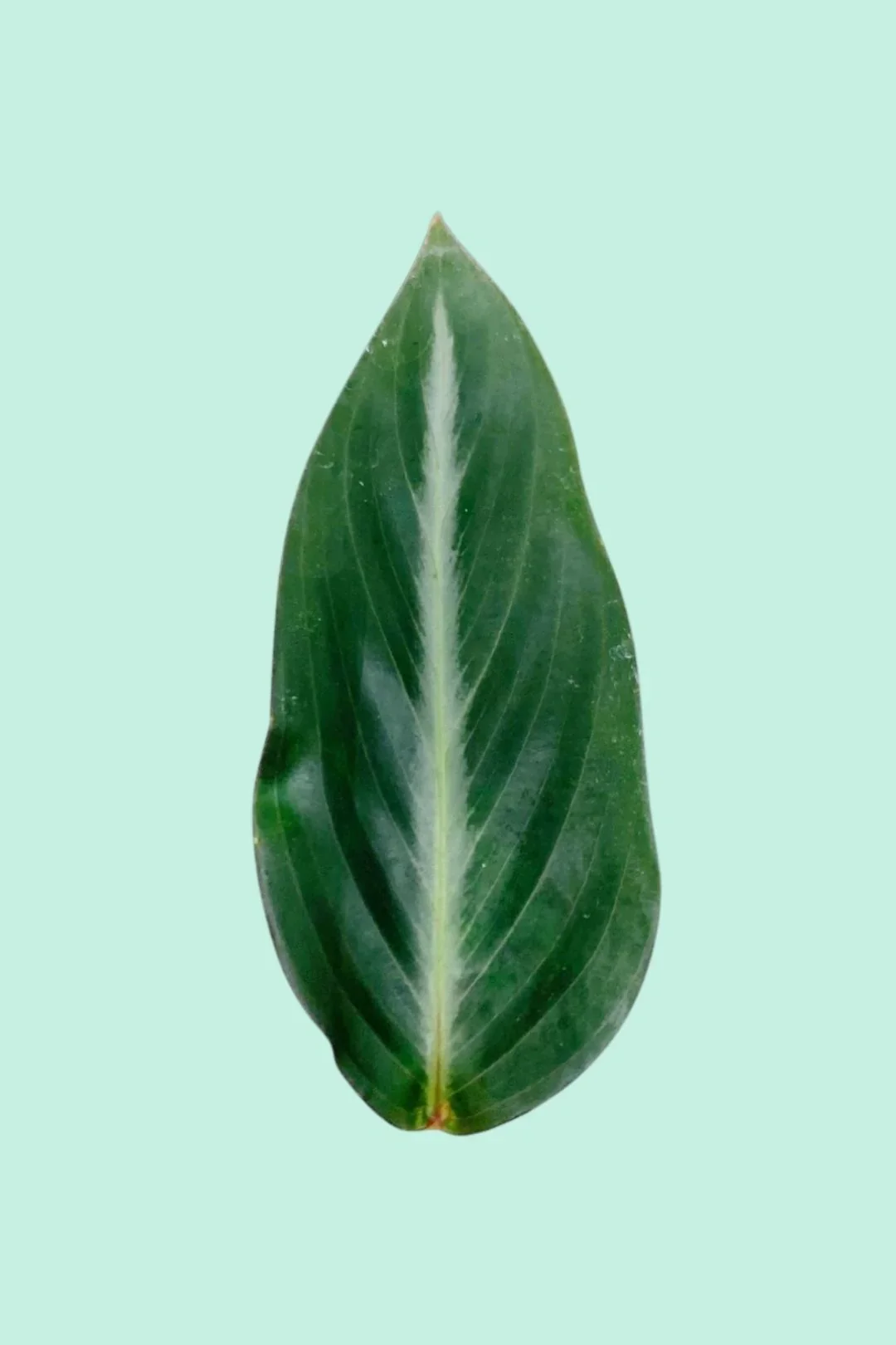 Stromanthe sanguinea 'Triostar'