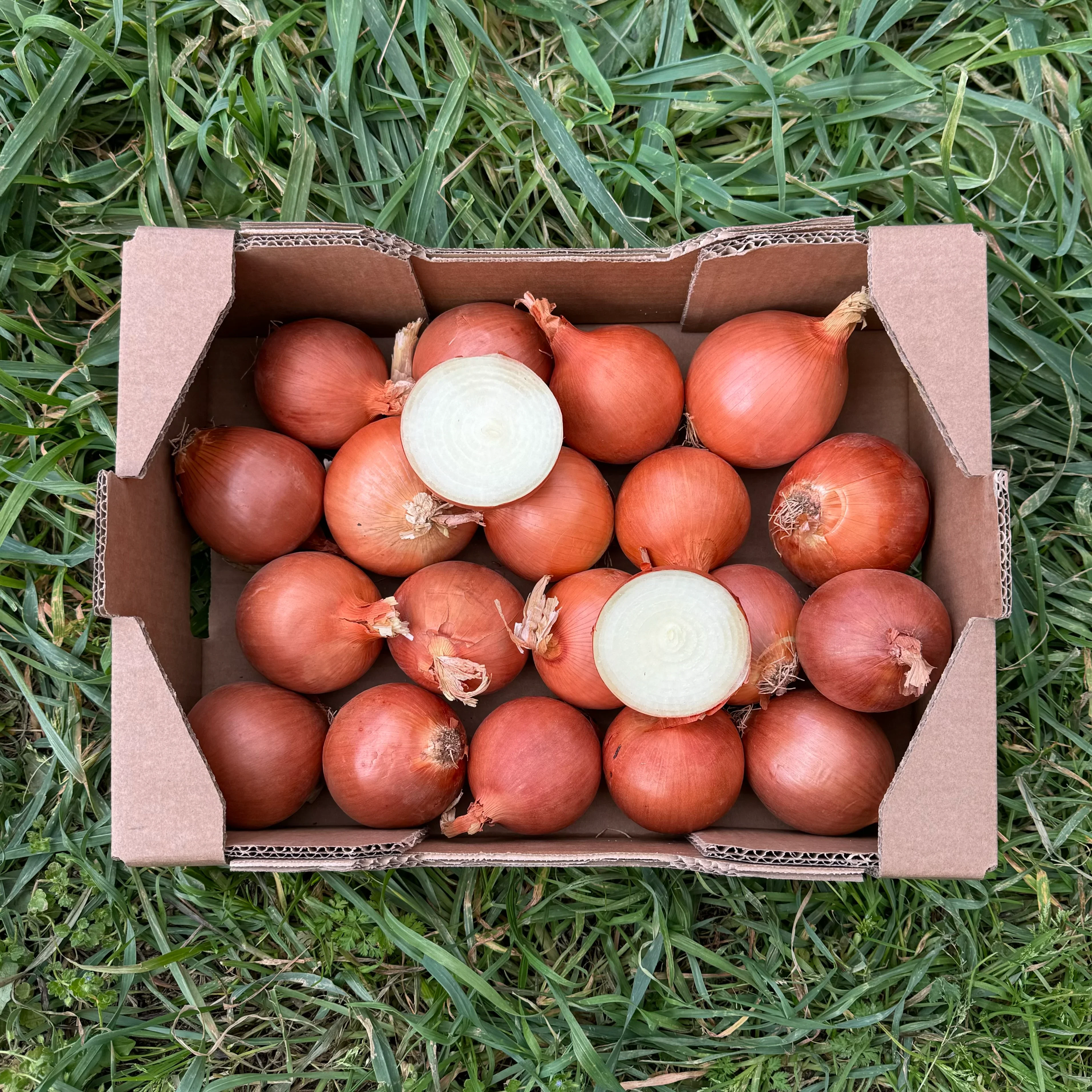 Cebollas de Nuestros Agricultores Españoles