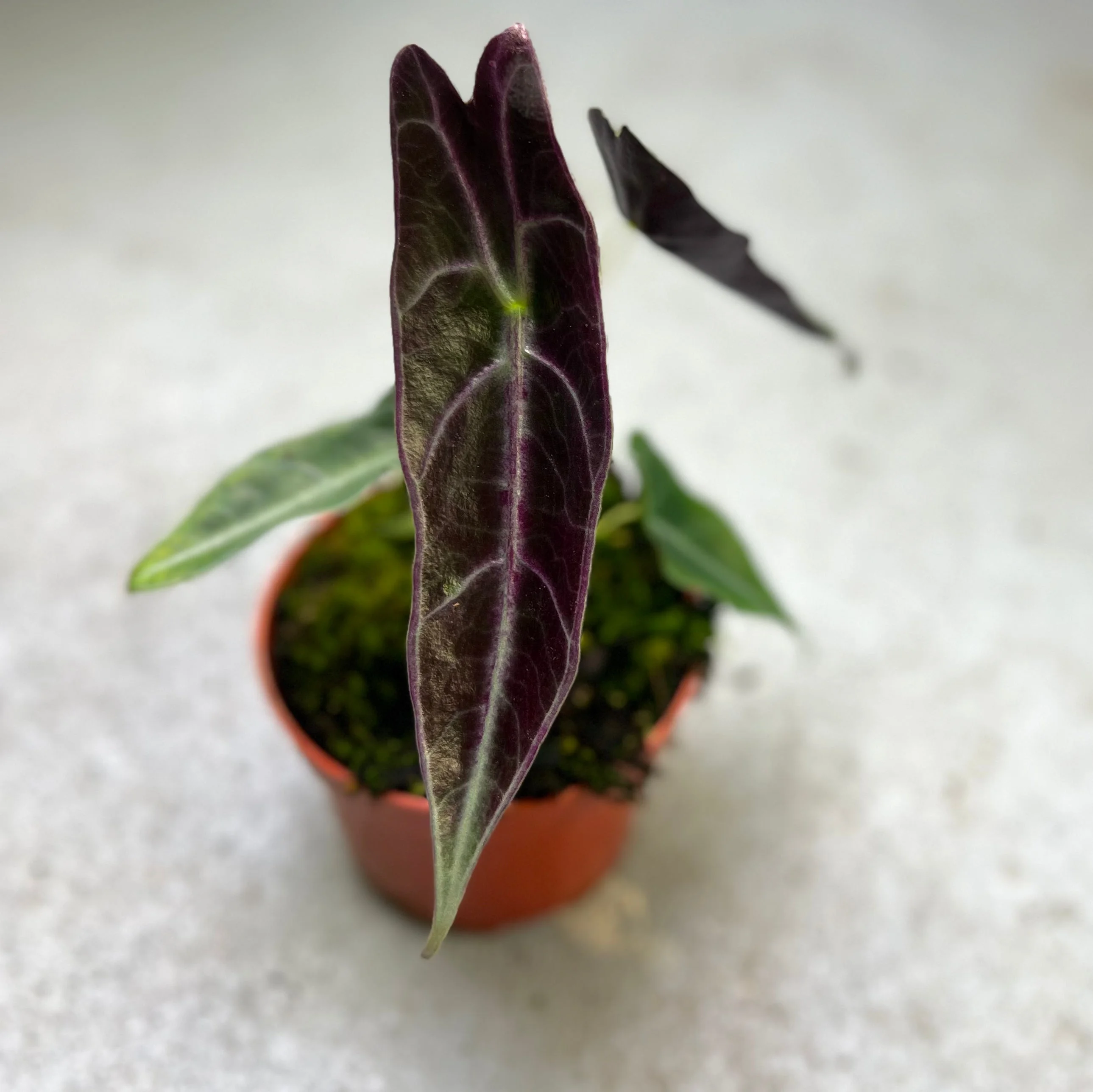Alocasia Longiloba Purple