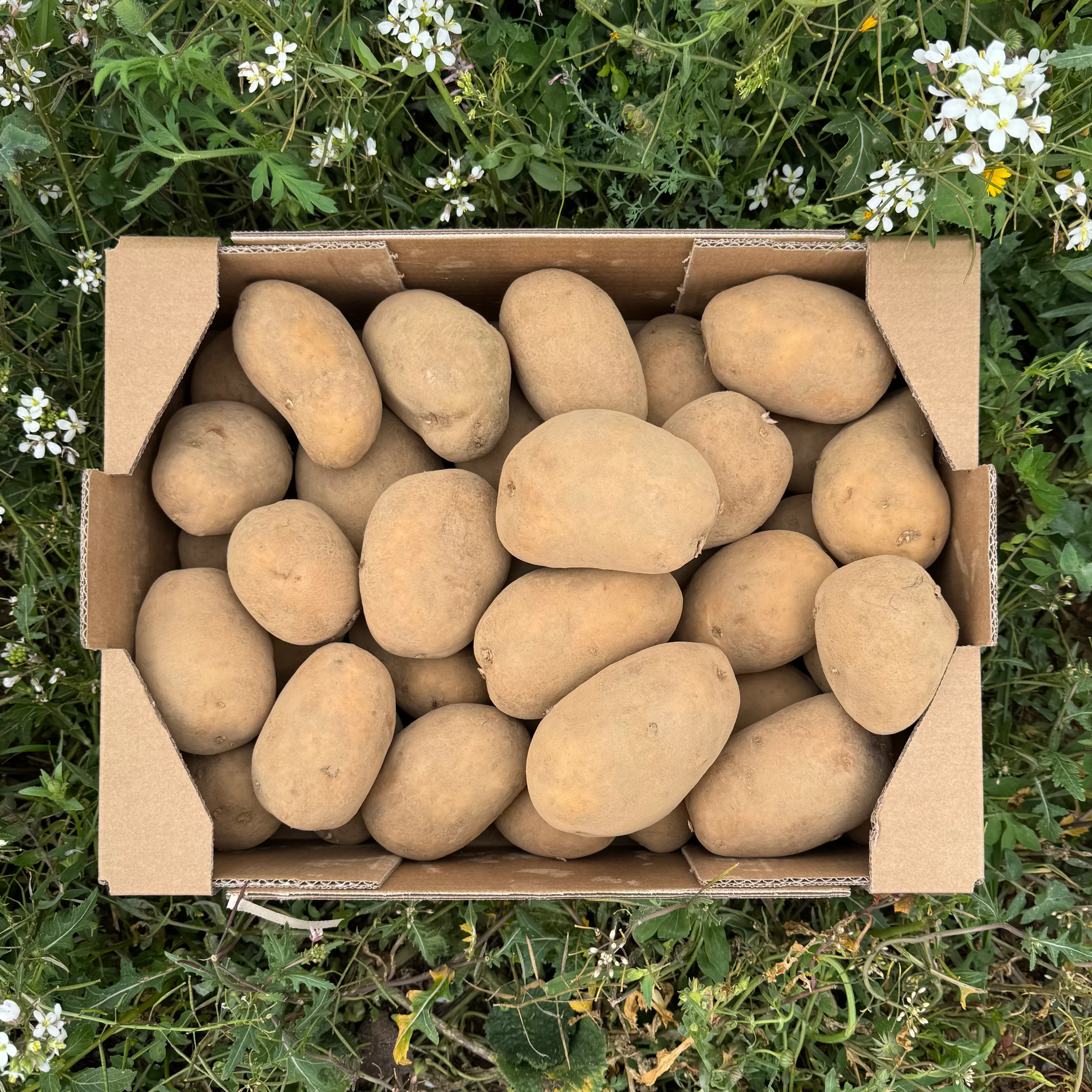 Patatas de Nuestros Agricultores