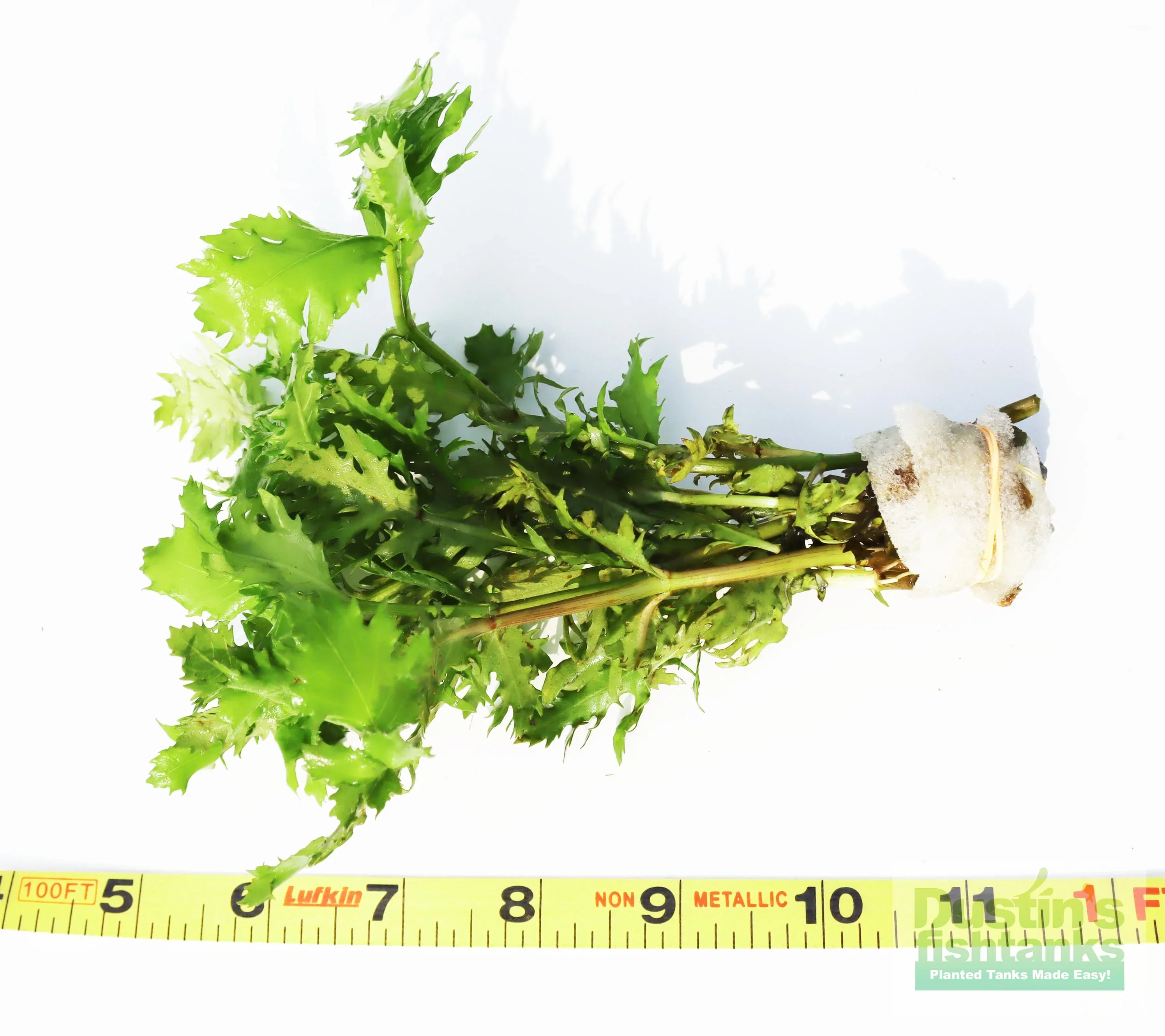 Water Wisteria AKA The HARDIEST Hygrophila (Hygrophila difformis)