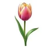 Single Tulip Bloom