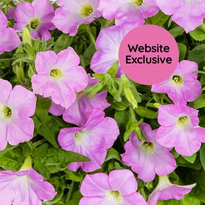 Light Bio Trial Pink Petunia Starter Plants Sets