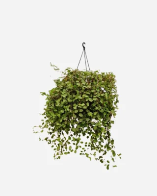 Maidenhair Vine