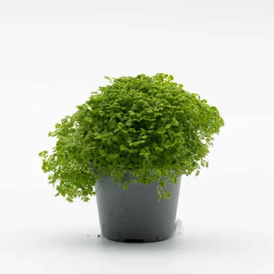 Selaginella apoda (Meadow spikemoss) 6cm