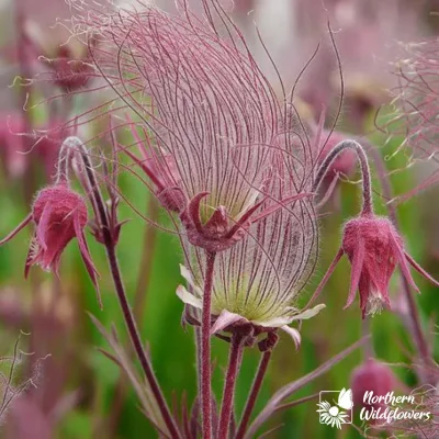 Prairie Smoke