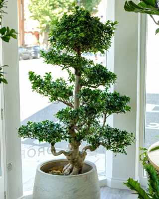 Dragon Bonsai, One-Off Specimen