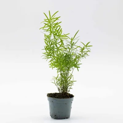 Asparagus densiflorus sprengeri (Emerald fern) 6cm