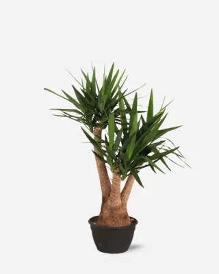 Yucca Elephantipes