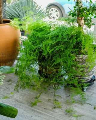 Asparagus Fern