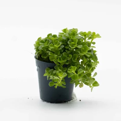 Pilea depressa (Depressed clearweed) 6cm
