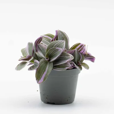 Tradescantia nanouk (Wandering dude) 6cm