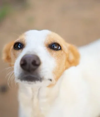 How to Communicate With Your Own Animals | Live Talk with Luna Gonzalez Perez