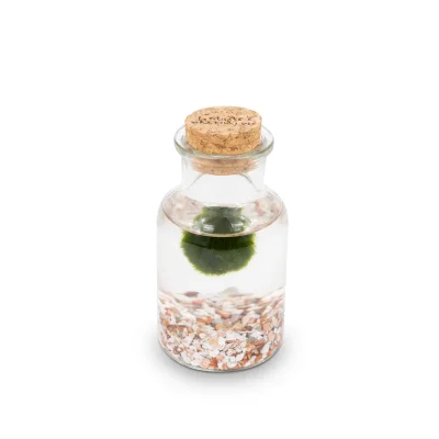 Marimo Bottiglia - La Felicità | Singolo Rosa
