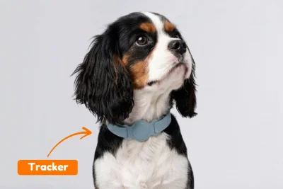 Hunde GPS Tracker Abofrei – Komplettset mit Halsband