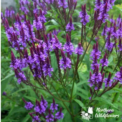 Blue Vervain